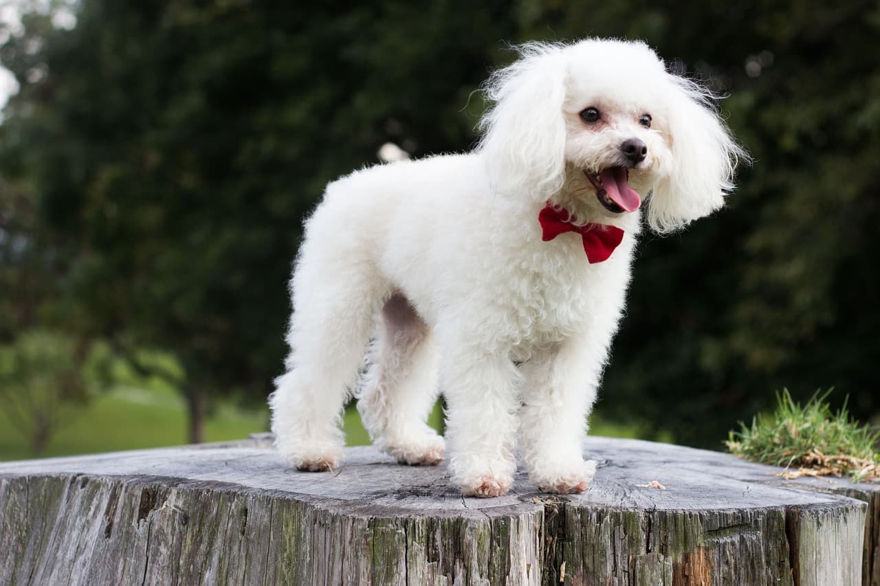 White poodle with a fresh trim and a red bow tie