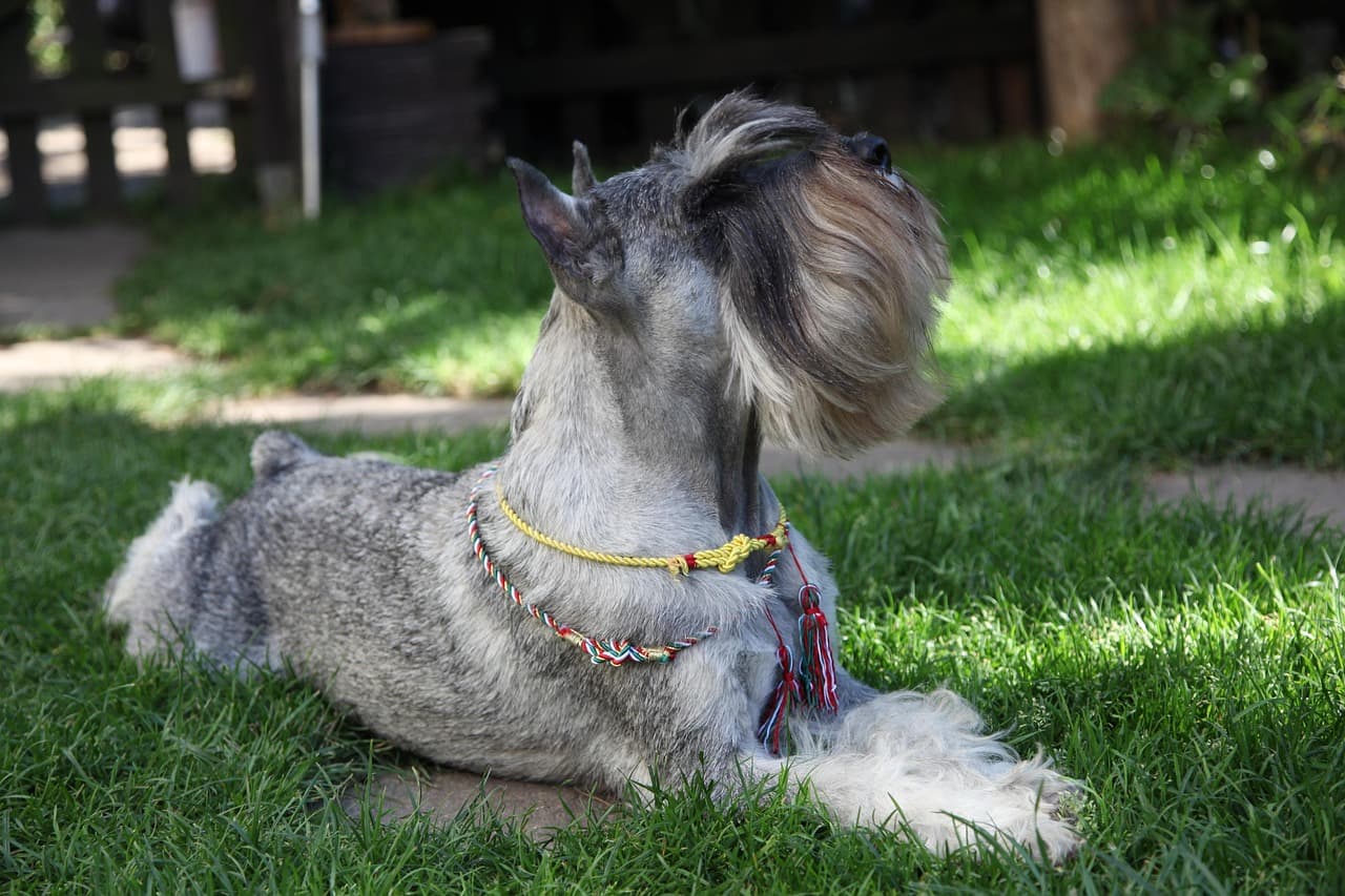 Schnauzer with a freshly groomed coat lying on grass