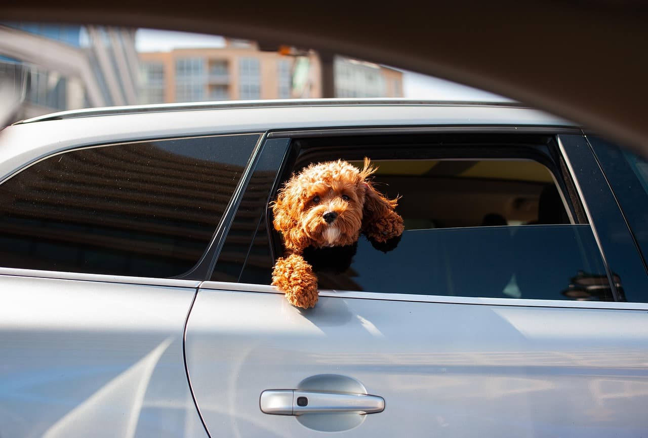 Curly-coated doodle looking out of a car window