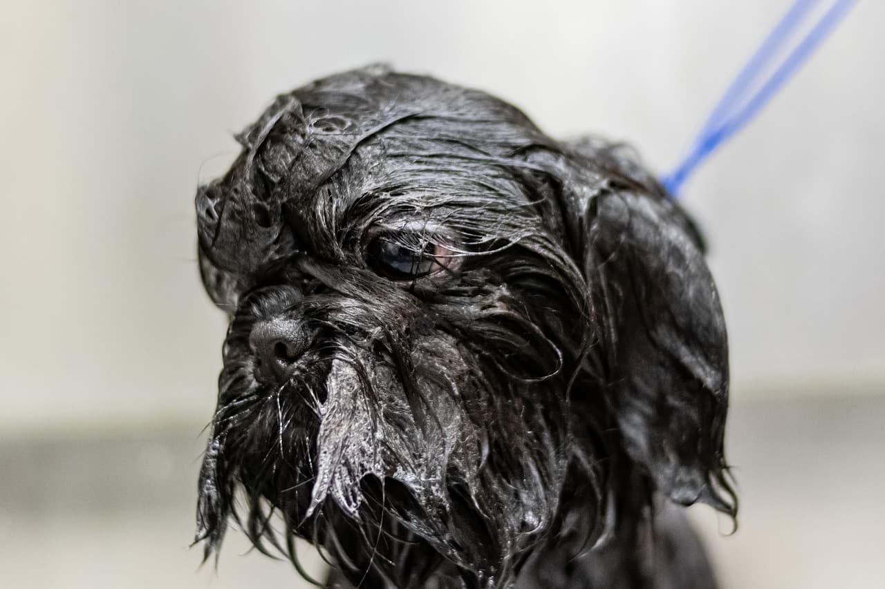Small dog soaked with shampoo during its bath