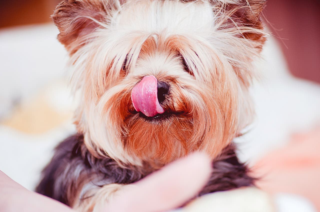 Freshly groomed Yorkshire Terrier licking its nose