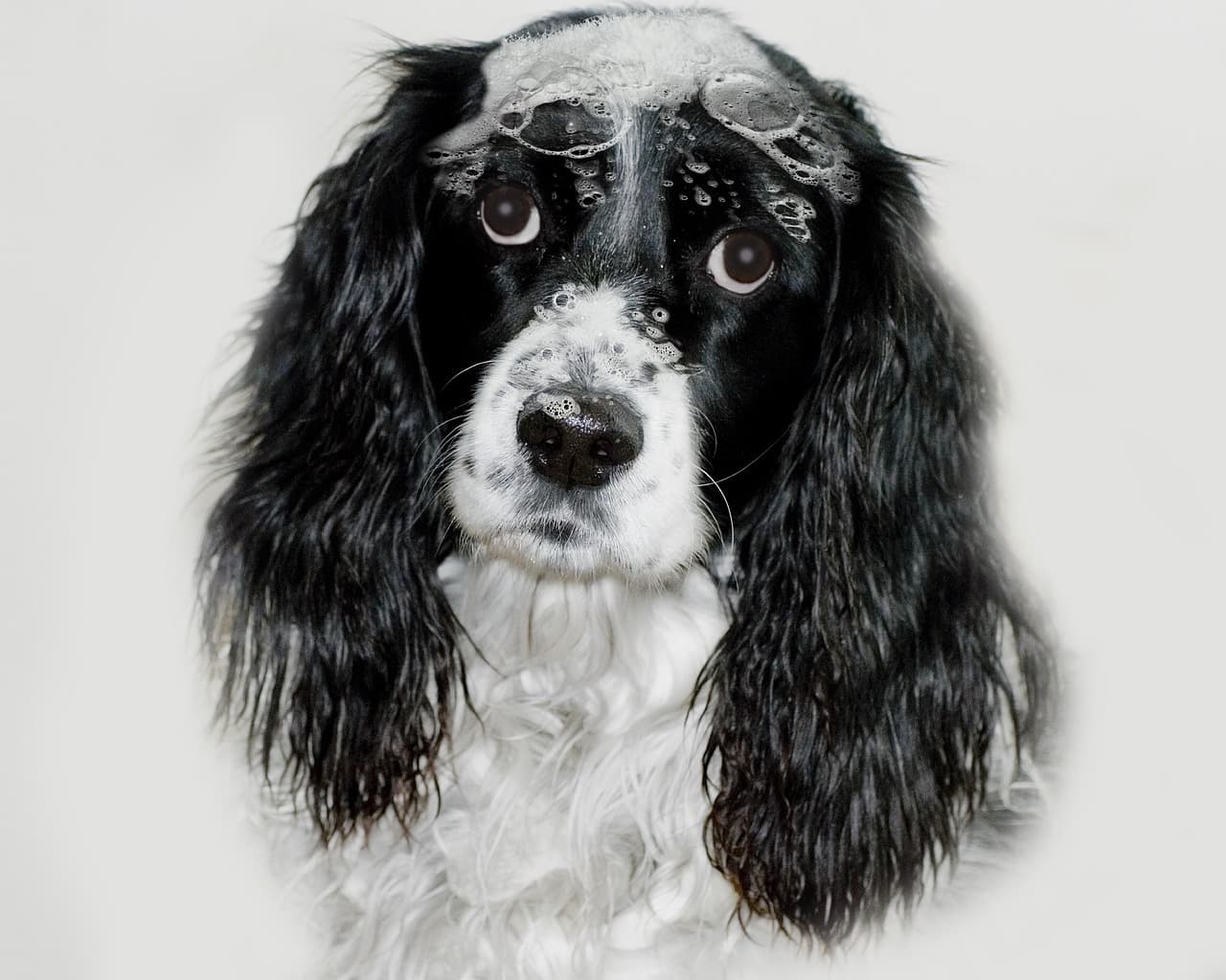 Springer spaniel with a clean, brushed coat