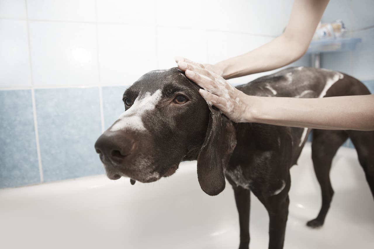 Pointer-type dog standing in a bath while being shampooed