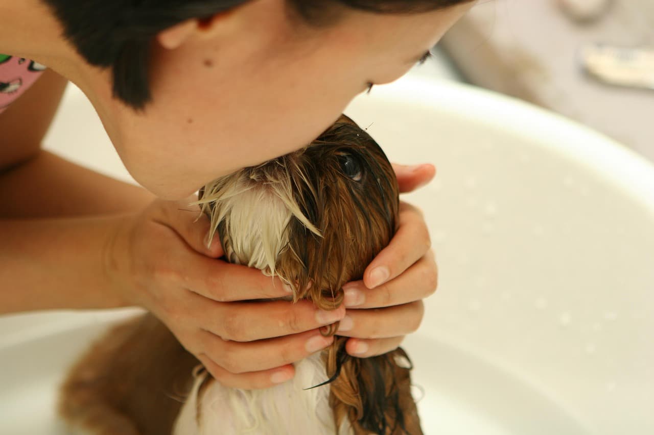Small brown puppy being washed in a grooming bath