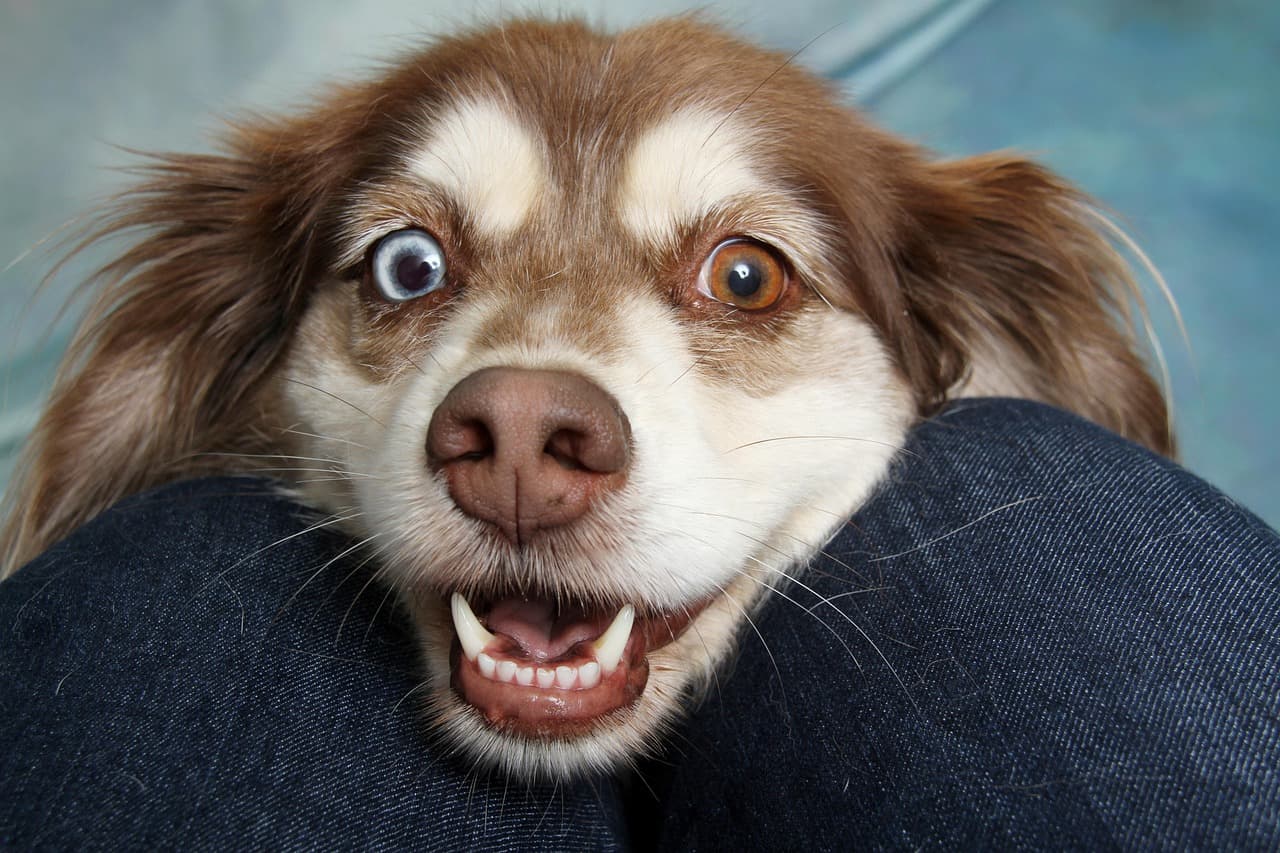 Happy dog showing its teeth