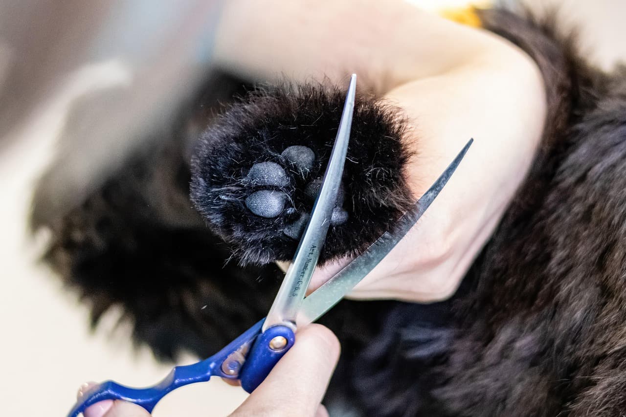 Groomer trimming the fur around a black dog’s paw with scissors