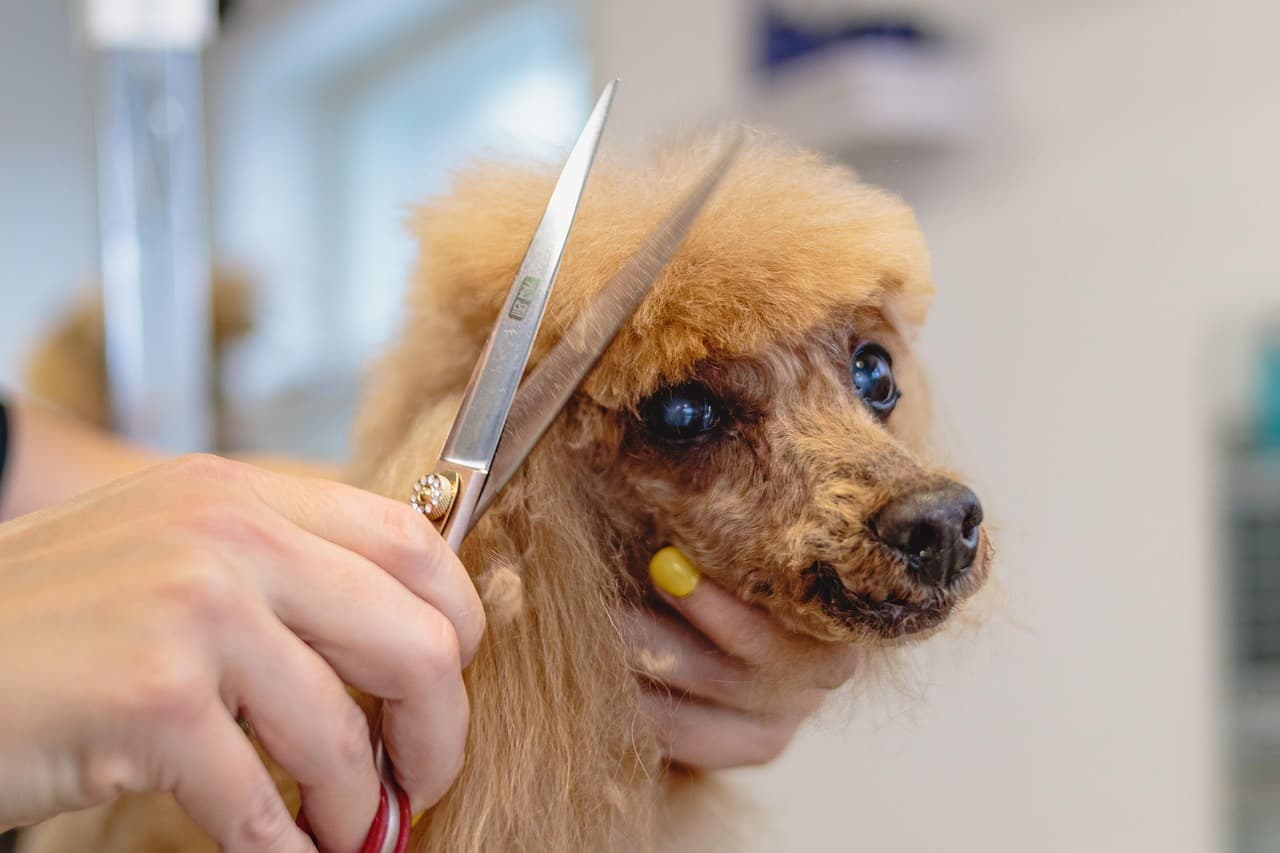 Groomer shaping a poodle’s face with scissors