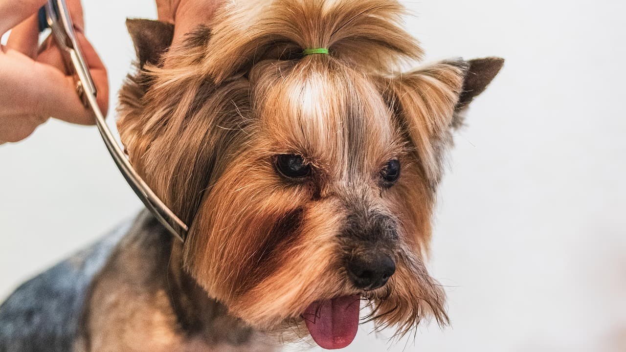 Yorkshire Terrier having its face trimmed with scissors