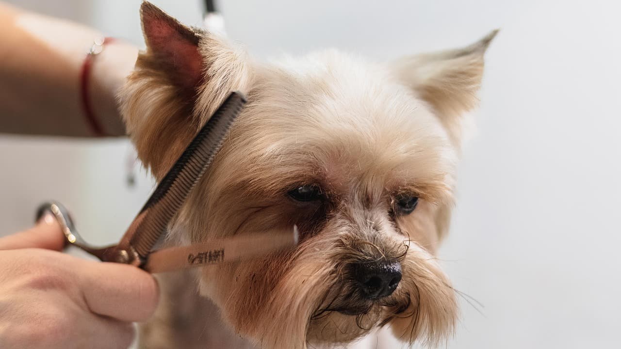 Groomer trimming a Yorkshire Terrier’s face with scissors